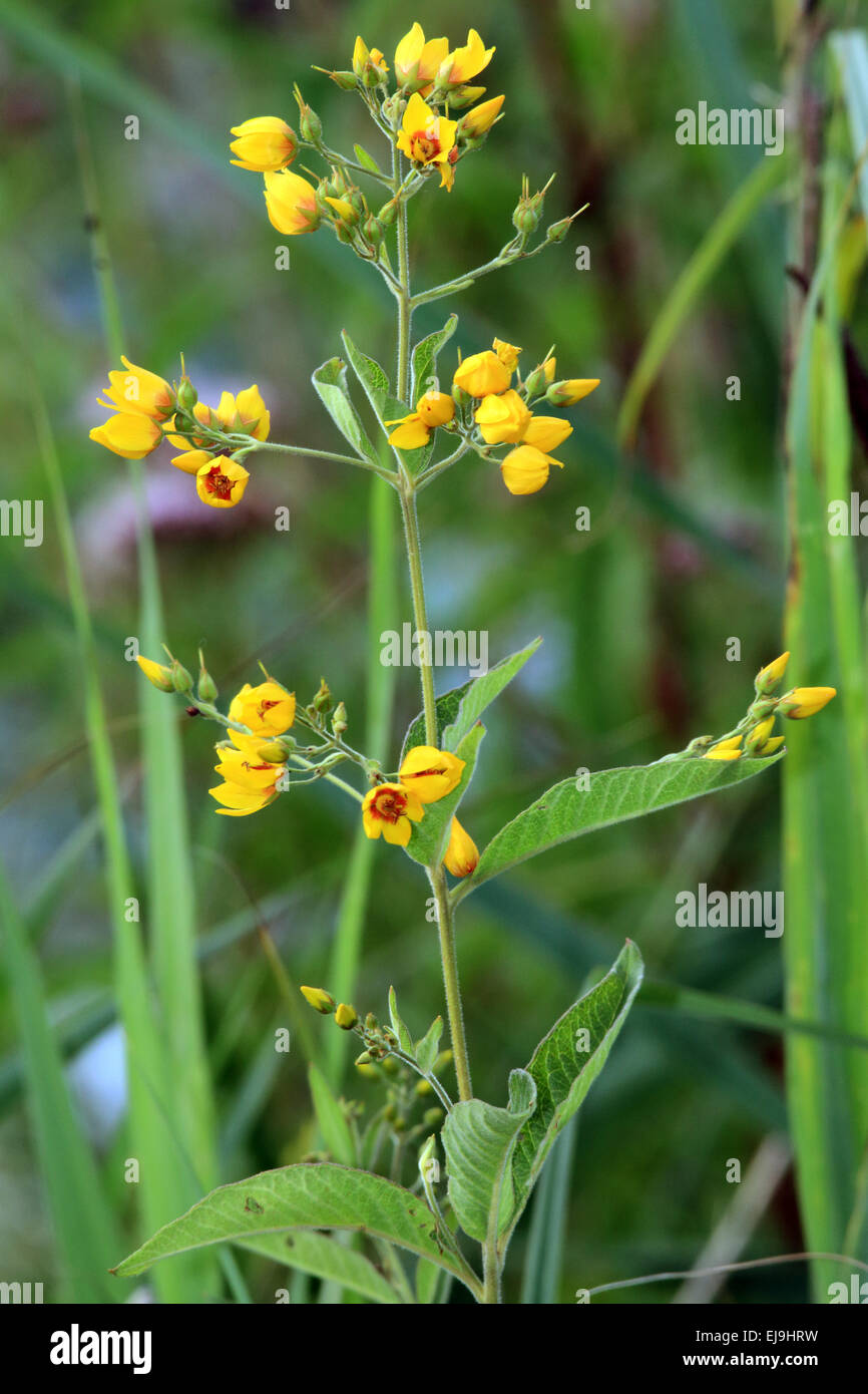 Gilbweiderich, Lysimachia vulgaris Stockfoto