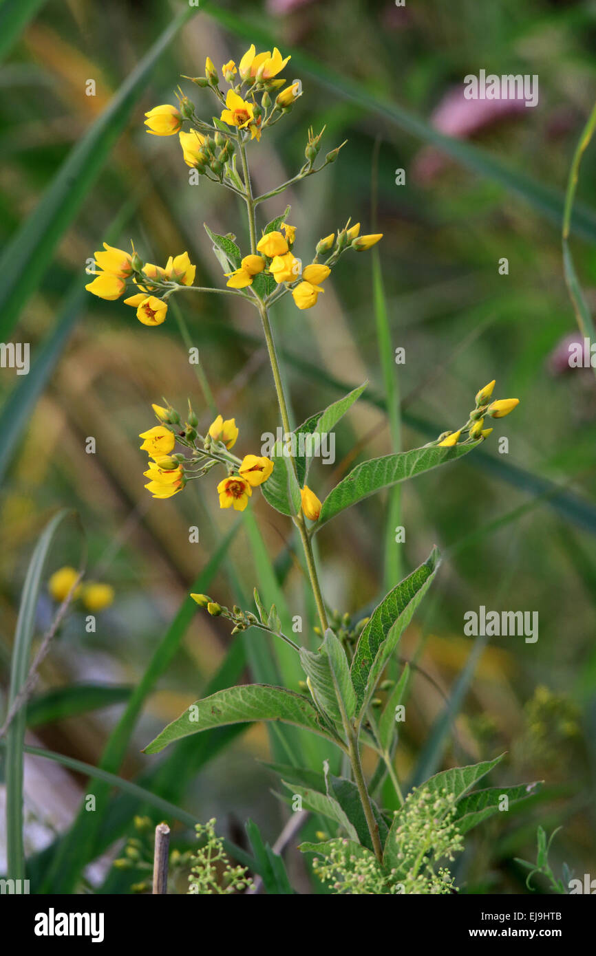 Gilbweiderich, Lysimachia vulgaris Stockfoto