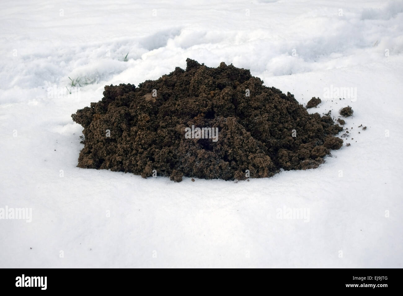 Maulwurfshügel gebildet aus frisch gefallenem Schnee Stockfoto