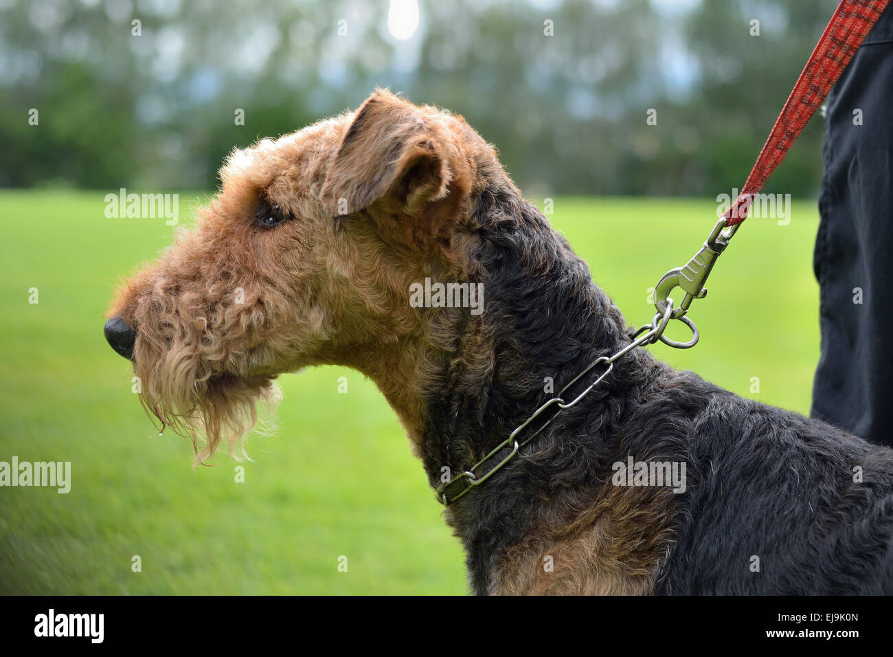 Person halten Hund an der Leine Stockfoto