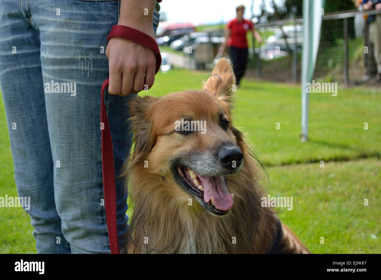 Hundebesitzer mit Hund an der Leine Stockfoto