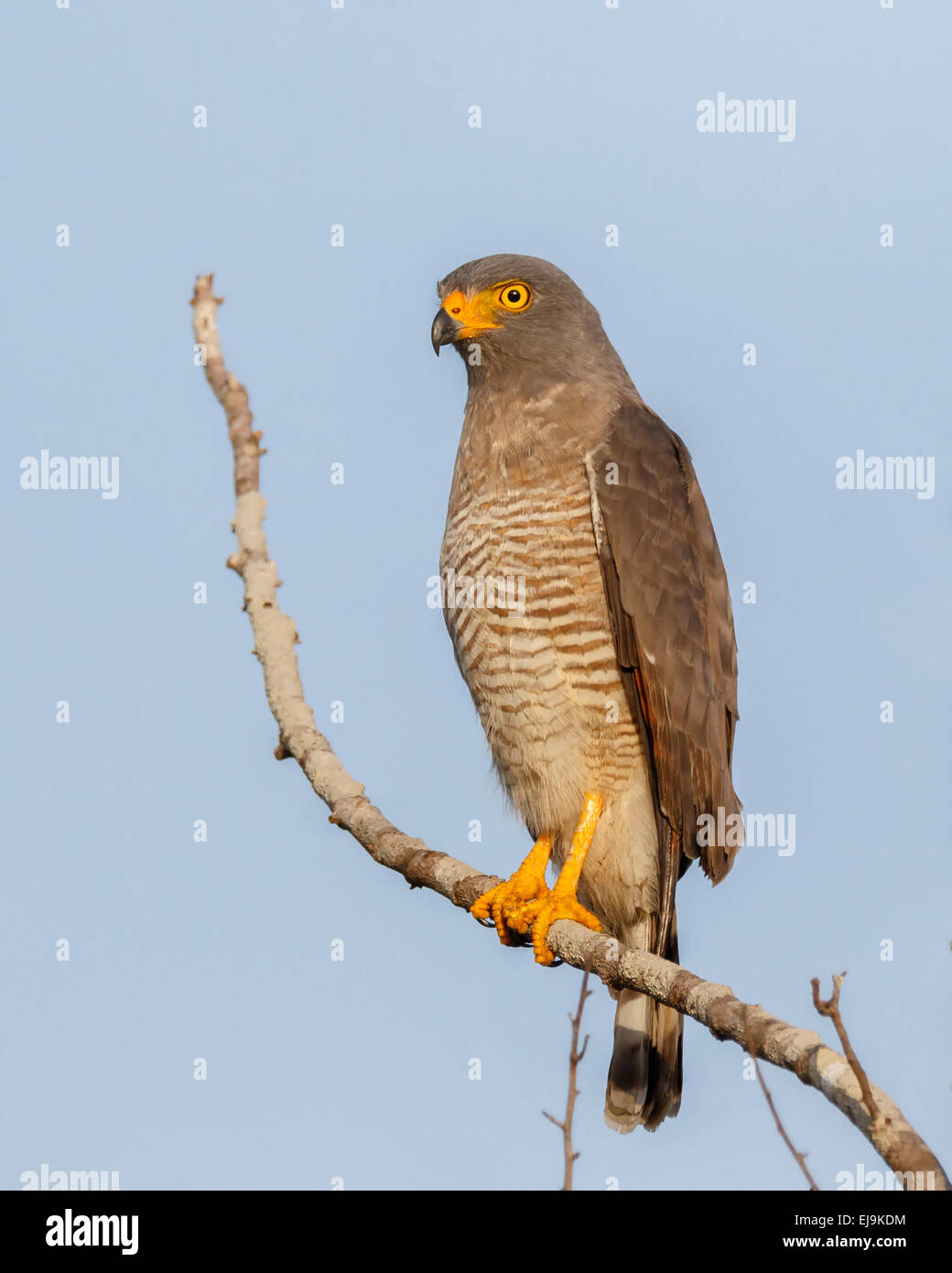 Am Straßenrand Hawk (Rupornis Magnirostris) entlang der Straße in Kuru Kururu, Soesdyke, Guyana thront. Stockfoto