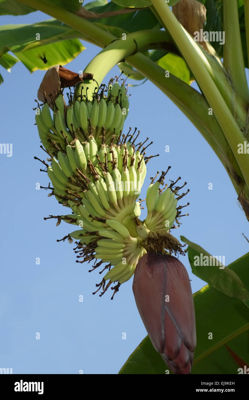 Junge Frucht auf eine Bananenpflanze mit männlichen Blüte noch befestigt, Thailand Stockfoto