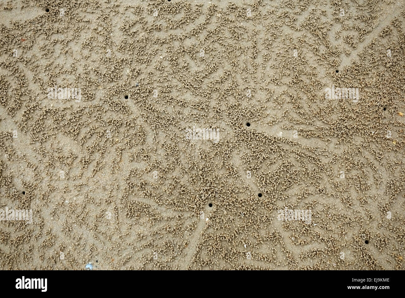 Muster von Kugeln und Flucht Löcher gebildet erstellt von Sand Bubbler Krabben, Scopimera spp., bei Ebbe am Strand in der Nähe von Krabi auf th Stockfoto
