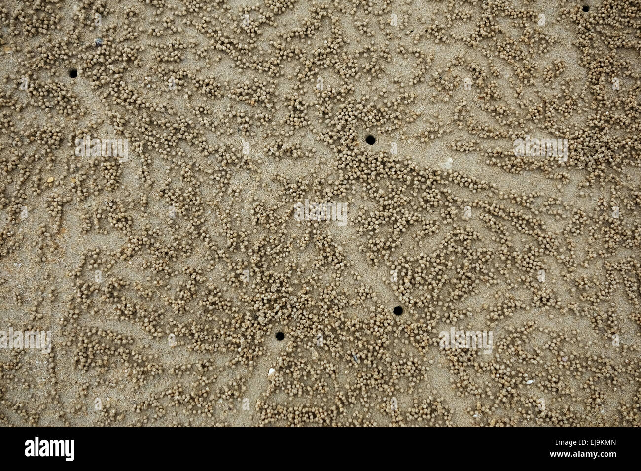 Muster von Kugeln und Flucht Löcher gebildet erstellt von Sand Bubbler Krabben, Scopimera spp., bei Ebbe am Strand in der Nähe von Krabi auf th Stockfoto