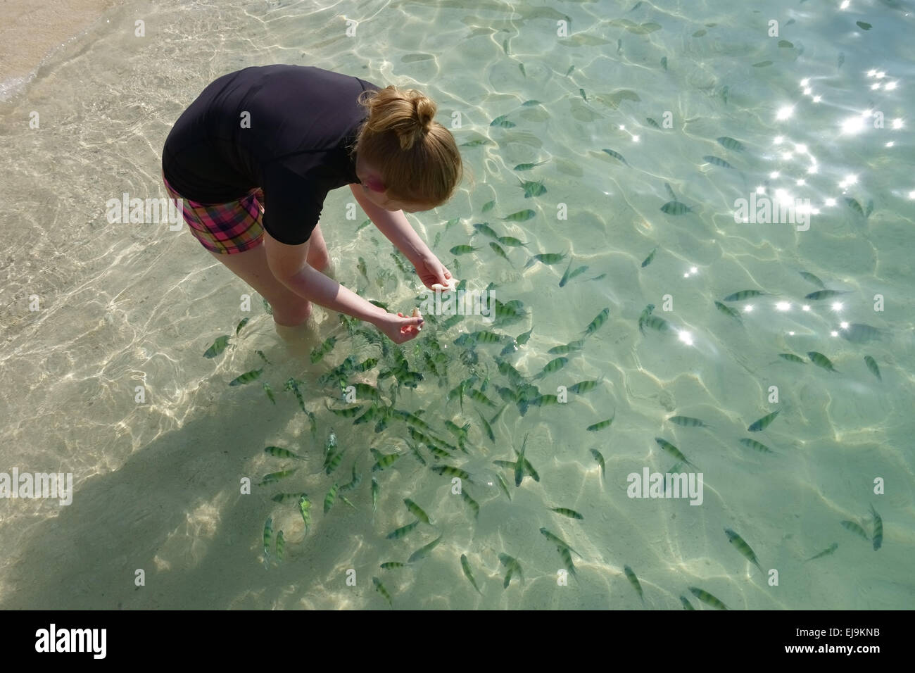 Ein Mädchen und junge junge Indopazifik Sergeant Fische füttern, off Abudefduf Vaigiensis, in den klaren Gewässern Koh Poda in der Andaman-S Stockfoto