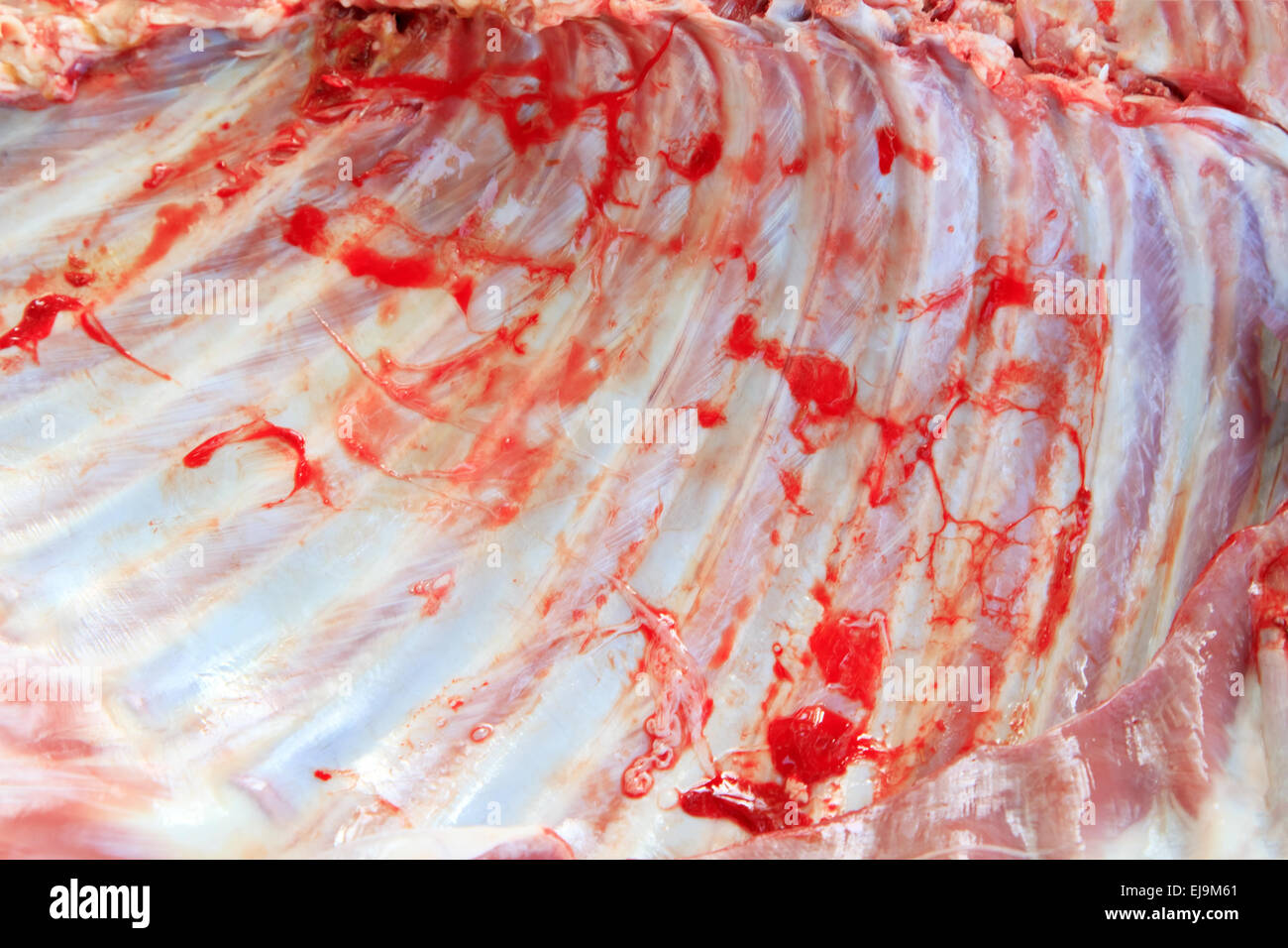 Rohe Rack mit Lamm hautnah Stockfoto