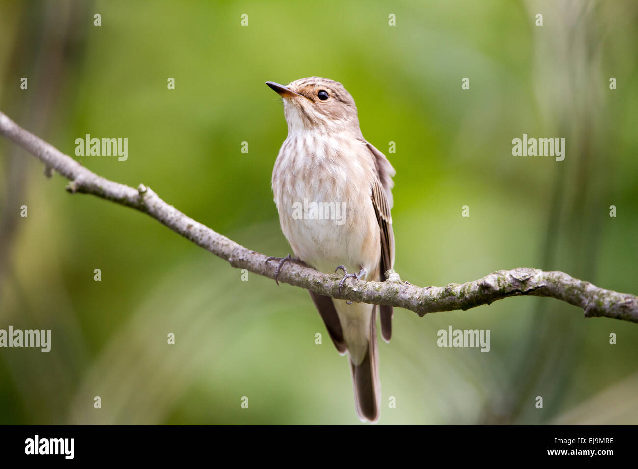 Grauschnäpper Stockfoto