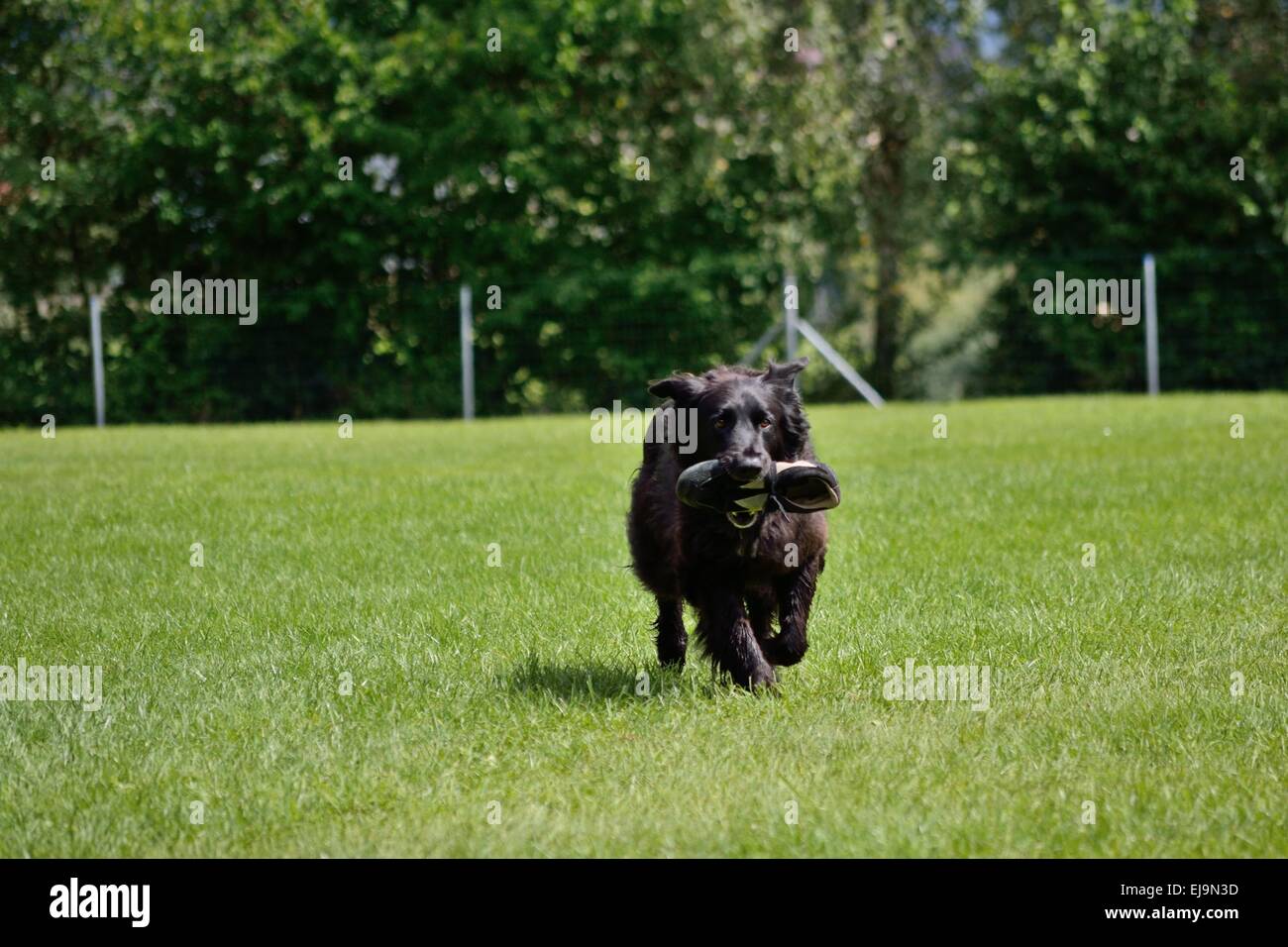 schwarzer Hund bringt Turnschuhe Stockfoto