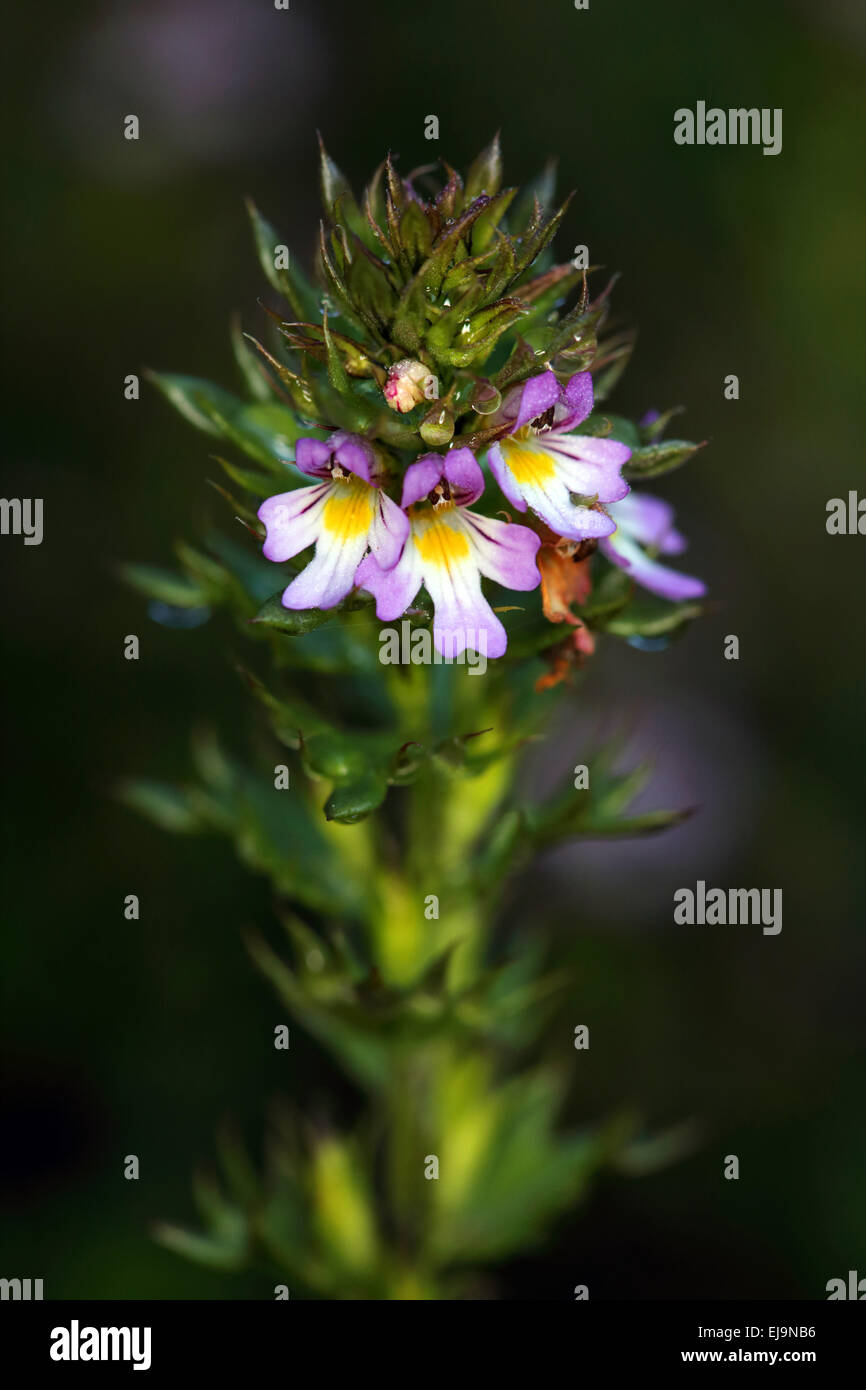 Medikament Augentrost, Euphrasia stricta Stockfoto