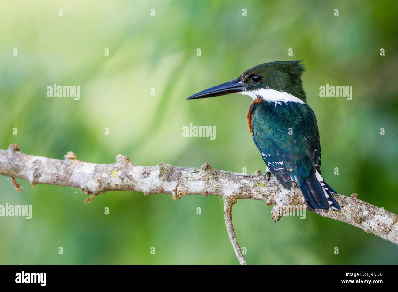 Grüne Eisvogel Stockfoto