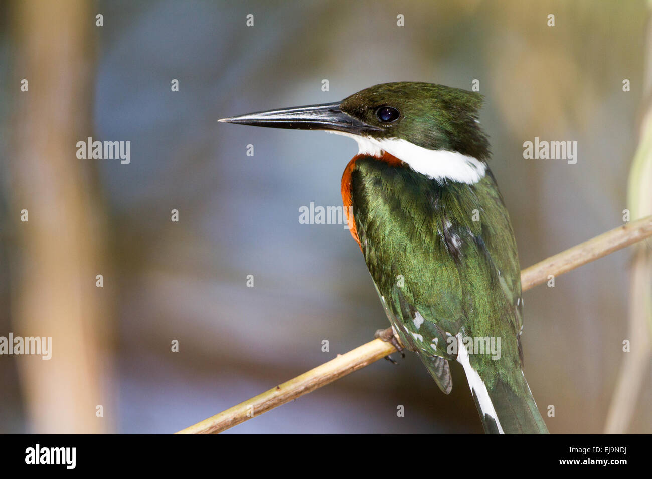 Grüne Eisvogel Stockfoto