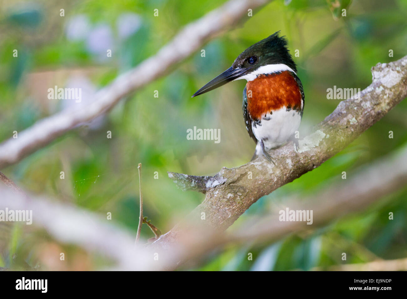 Grüne Eisvogel Stockfoto