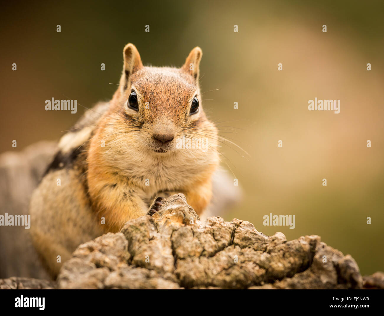 Niedlichen Streifenhörnchen gut genährt, Nüsse und Samen Stockfoto