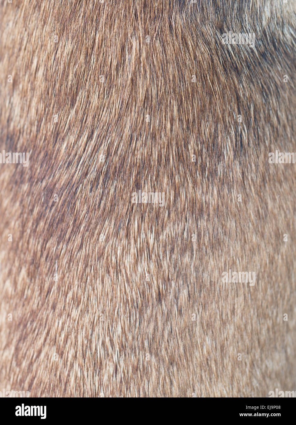 Hund-Wolle Stockfoto