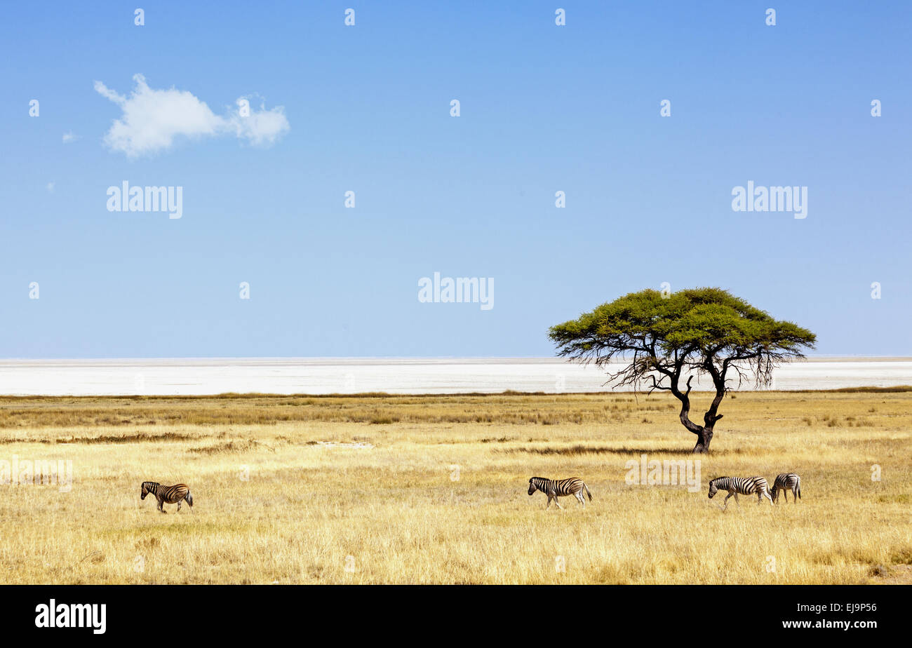 Zebras vor der Etosha Pan Stockfoto