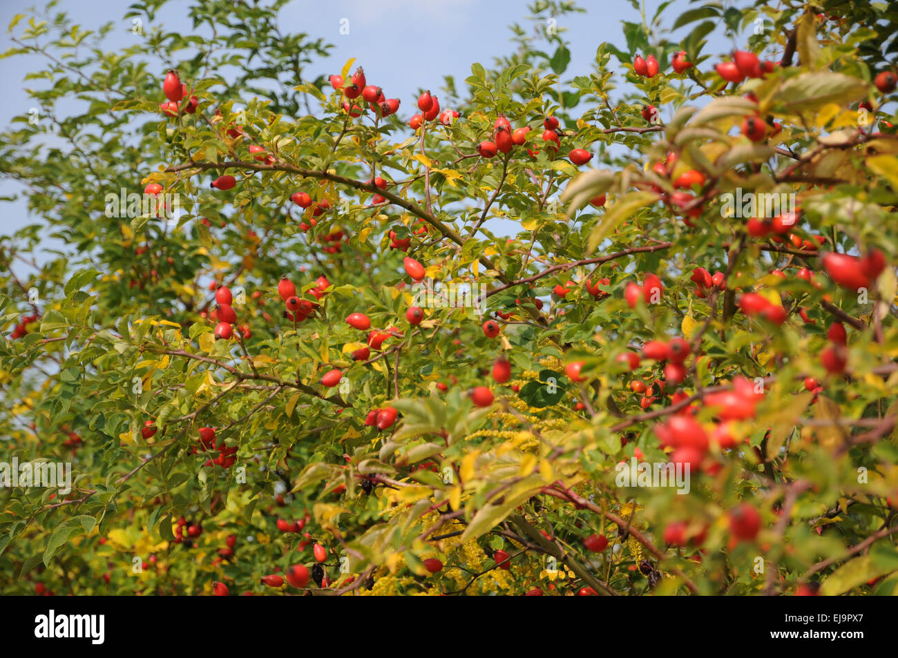 Dog Rose Stockfoto