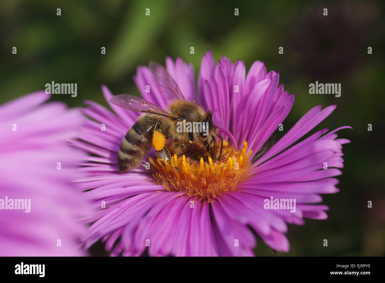 New York aster Stockfoto