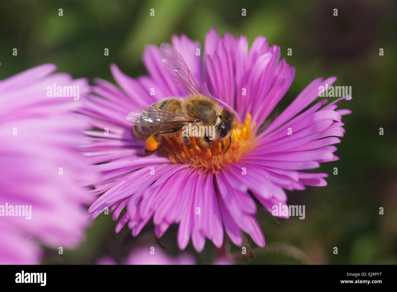 New York aster Stockfoto