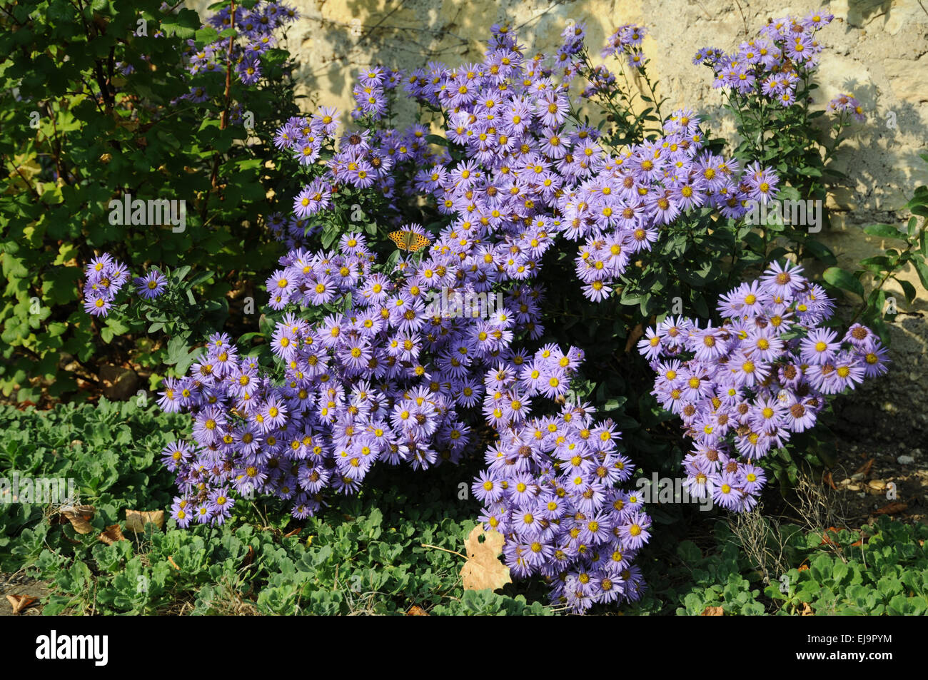 New York Aster mit Silber gewaschen fritillary Stockfoto