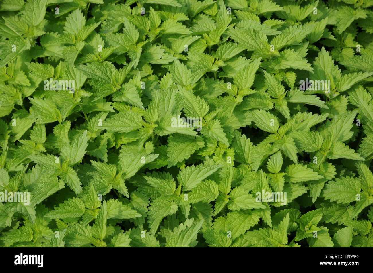 Brennnessel Stockfoto