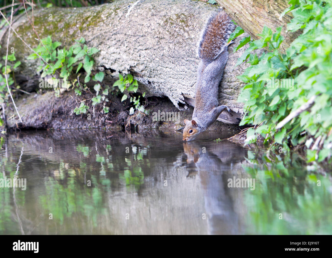 Wilden grauen Eichhörnchen [Sciurus Carolinensis] trinken aus stream Stockfoto