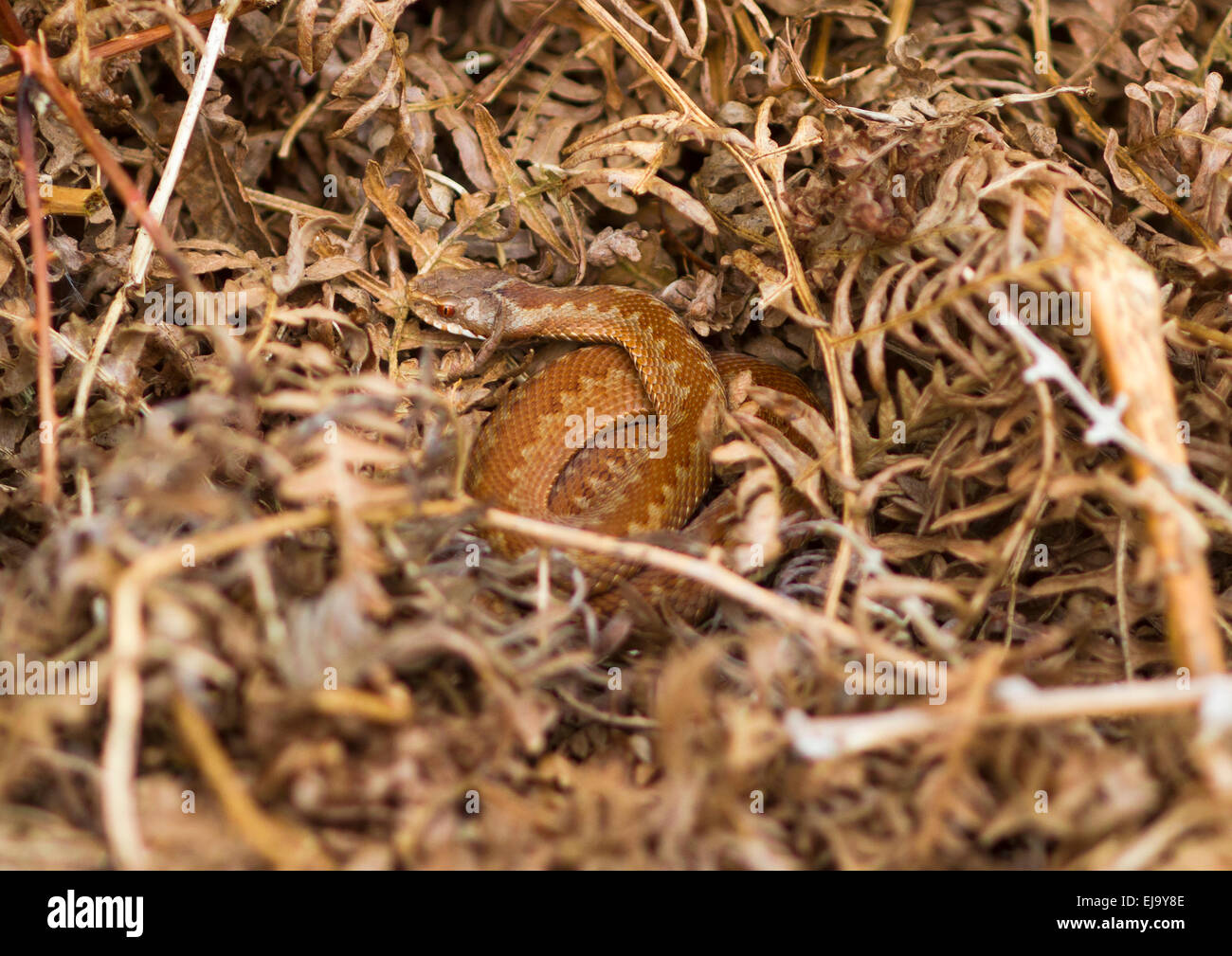 Juvenile Kreuzotter Vipera Berus in bracken Stockfoto