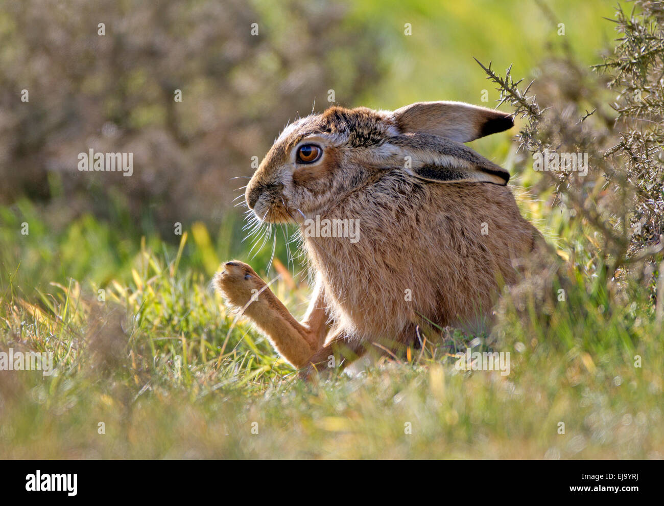 Brauner Hase [gemeinsame Hase] Lepus Europaeus Anzeigen von großen zurück Fuß Stockfoto