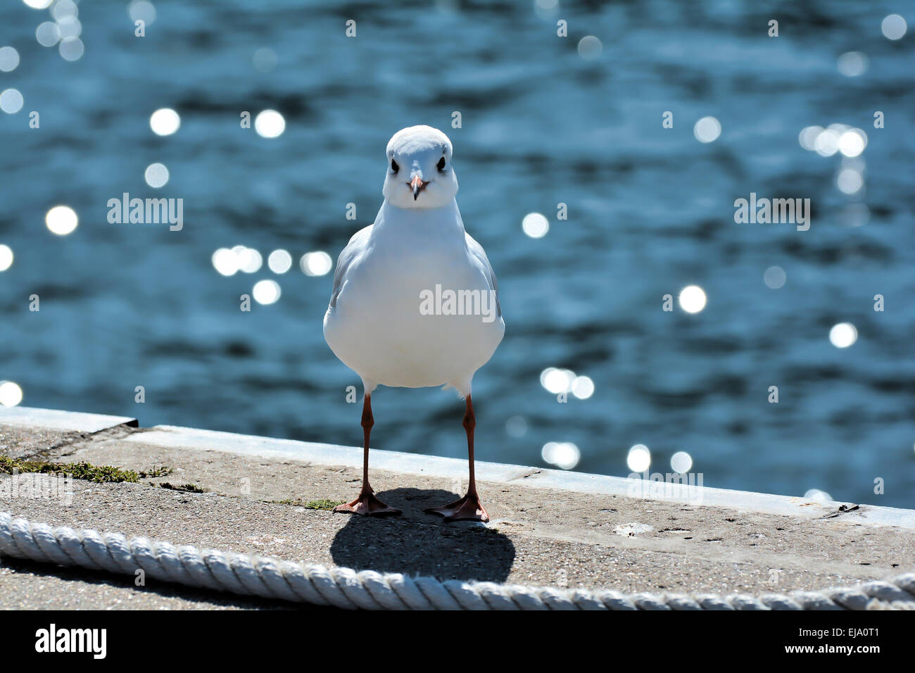 Möwe im Hafen Stockfoto