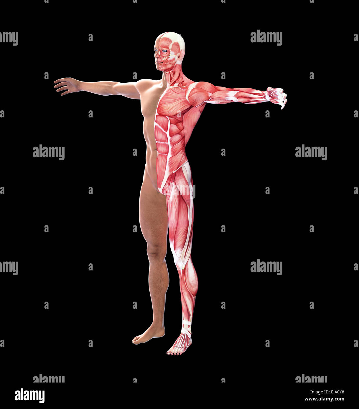 Menschliche Anatomie mit sichtbaren Muskeln Stockfoto