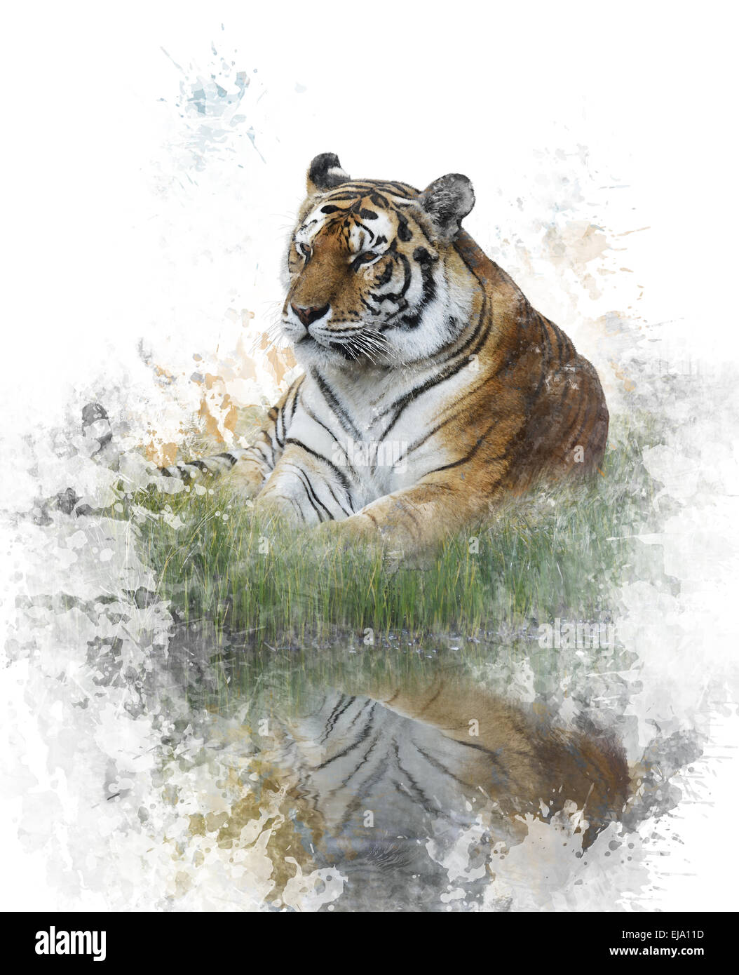 Aquarell Bild des Tigers Stockfoto