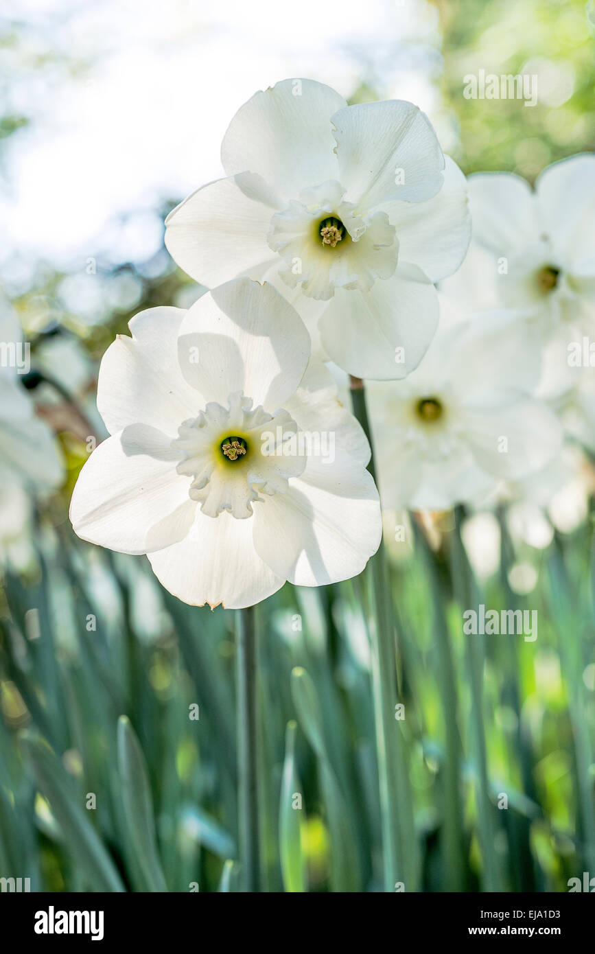 Weiße Narzisse, weiße Narzissen, Close Up Stockfoto