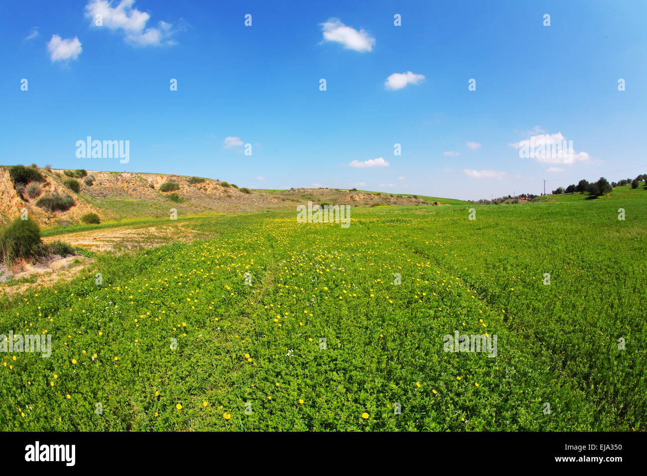 Blühenden Rasen, Kamillen und Hügel Stockfoto