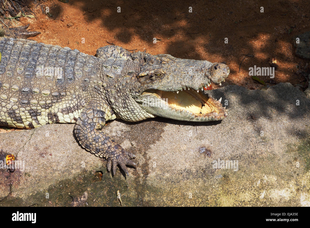 Das Krokodil ist glücklich Stockfoto