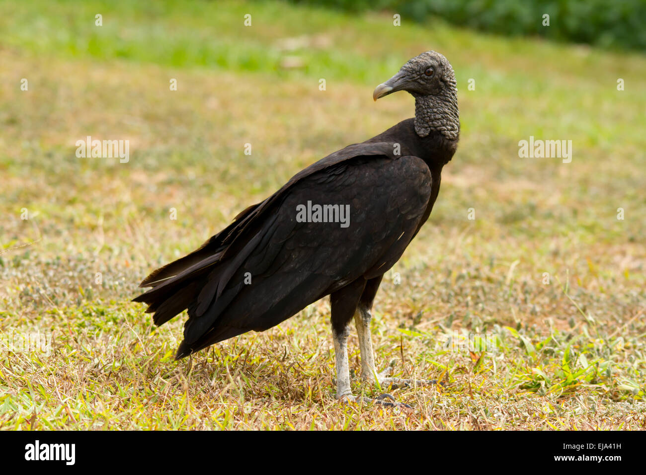 Amerikanische schwarze Geier (coragyps atratus) Stockfoto