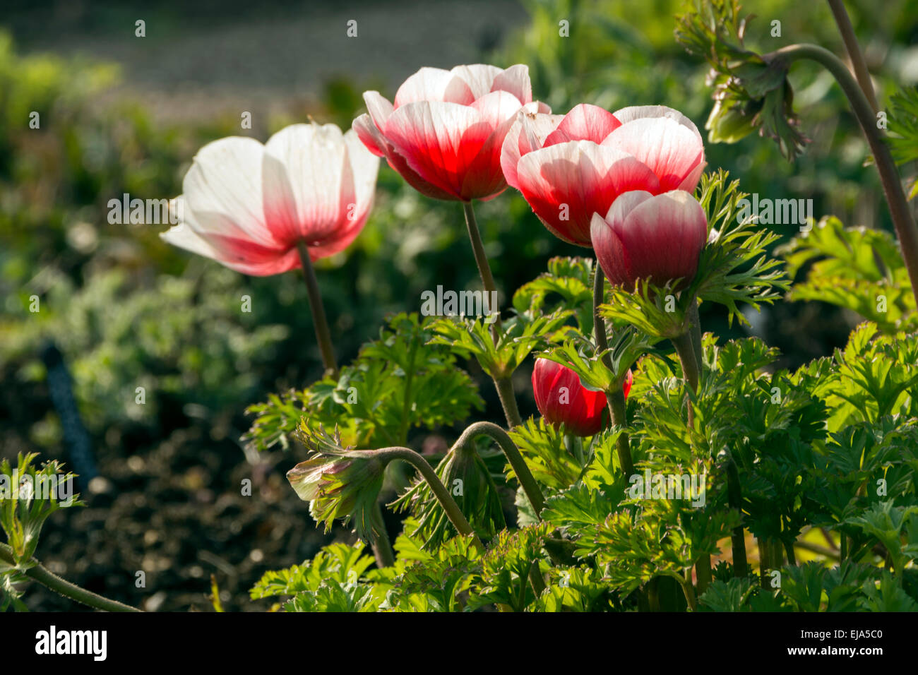 Ein Patch von Anemonen mit abgestuften Blütenblätter, rote in der Mitte, weißer an den Rändern. Stockfoto