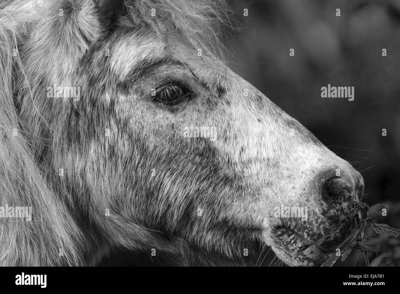 Pony-Portrait Stockfoto