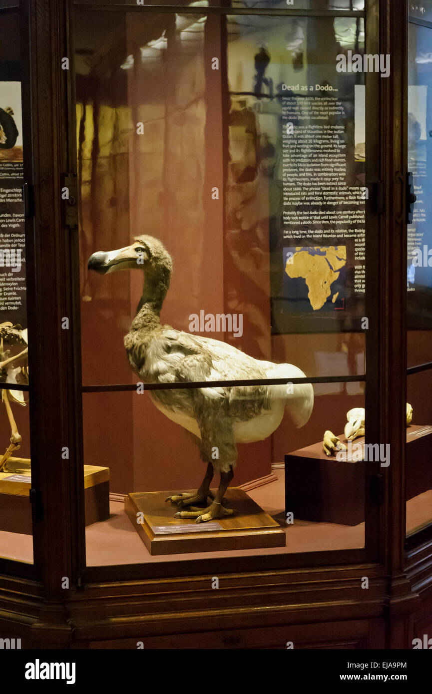 Ein Dodo-Vogel auf dem Display in das Naturhistorische Museum, Wien, Österreich. Stockfoto