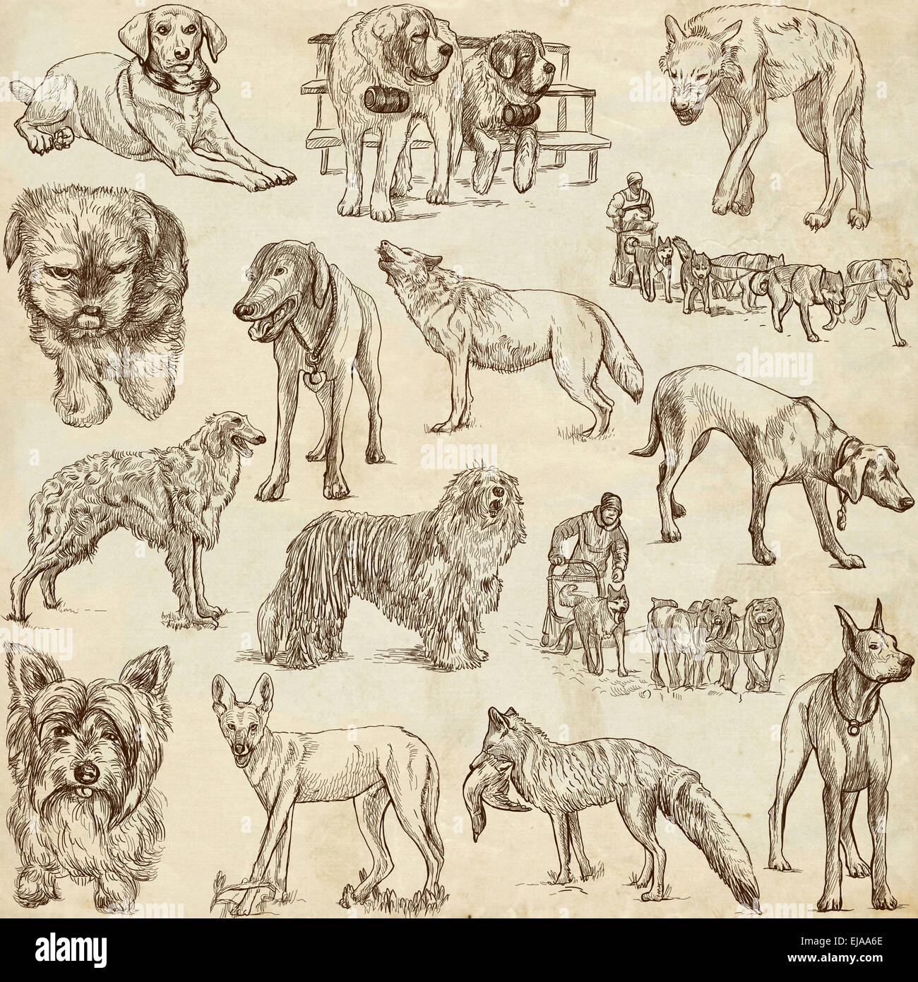 Hunde, CANIS auf der ganzen Welt - Sammlung eine handgezeichnete Illustrationen. Beschreibung: Full Size handgezeichnete Illustrationen, orig Stockfoto
