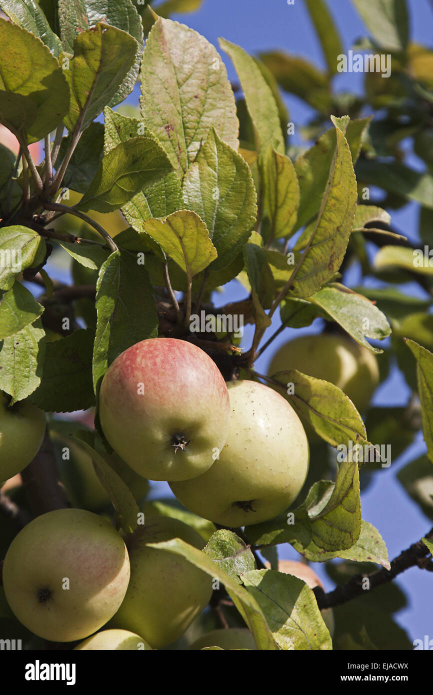 Bio-Äpfel Stockfoto