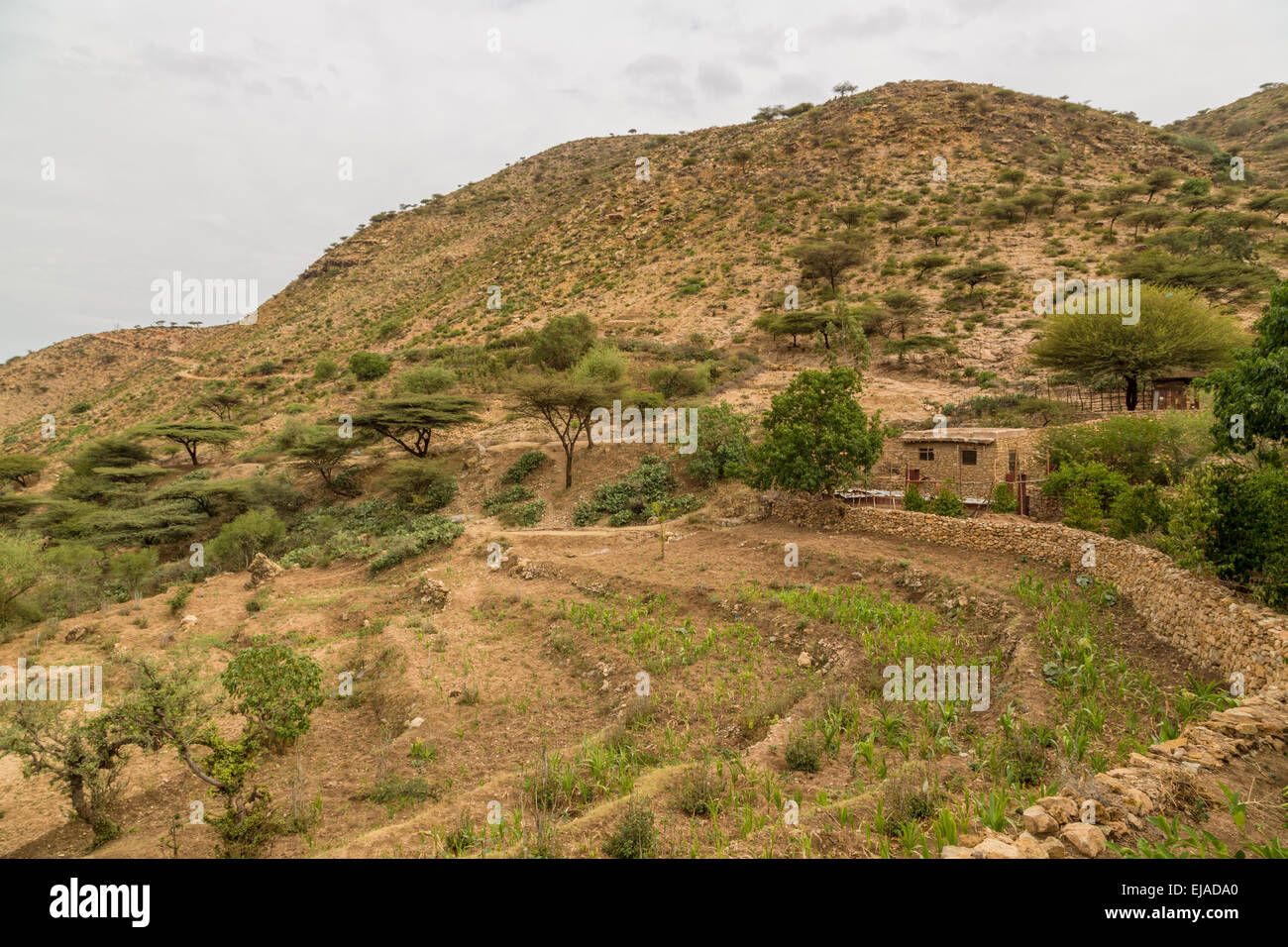 Die steilen Berge der Region Hararge Stockfoto
