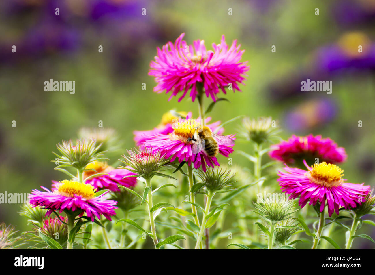 Heide Aster - Aster ericoides Stockfoto