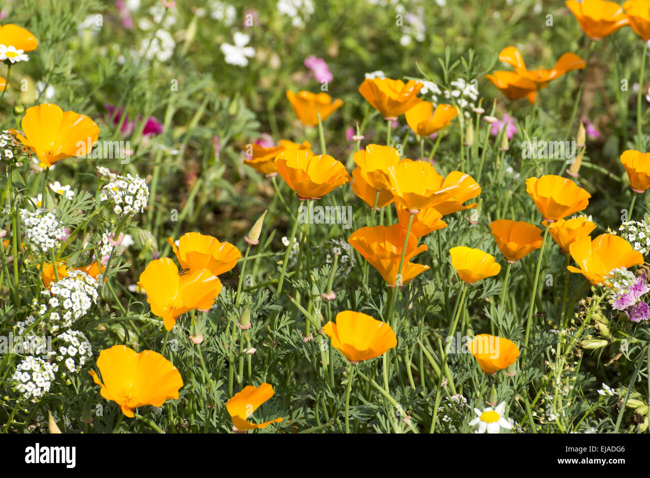 Sommerliches Flowerfield Stockfoto