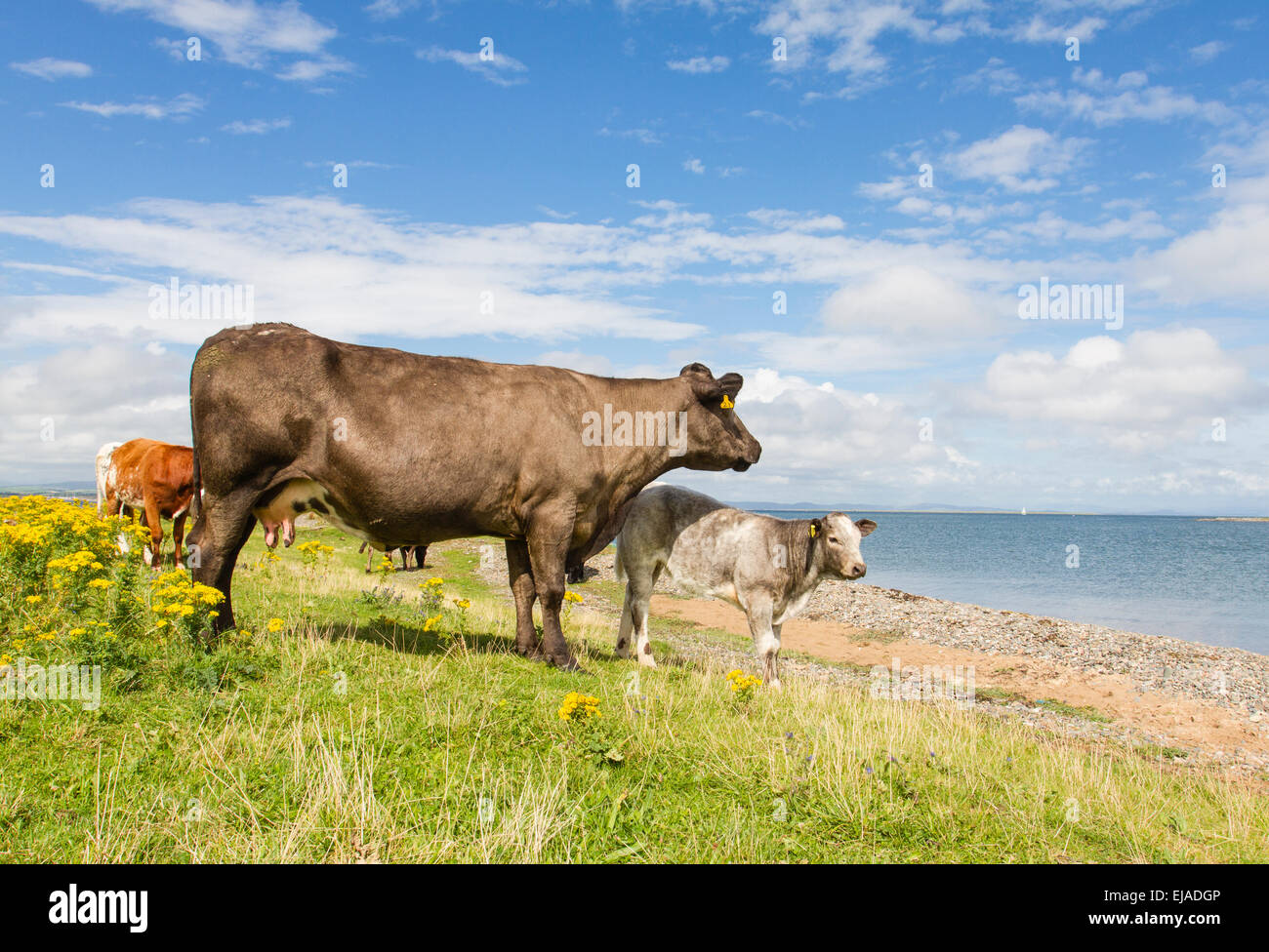 Rinder in der Nähe von Strand von Walney Insel, Barrow in Furness, Cumbria, UK Stockfoto