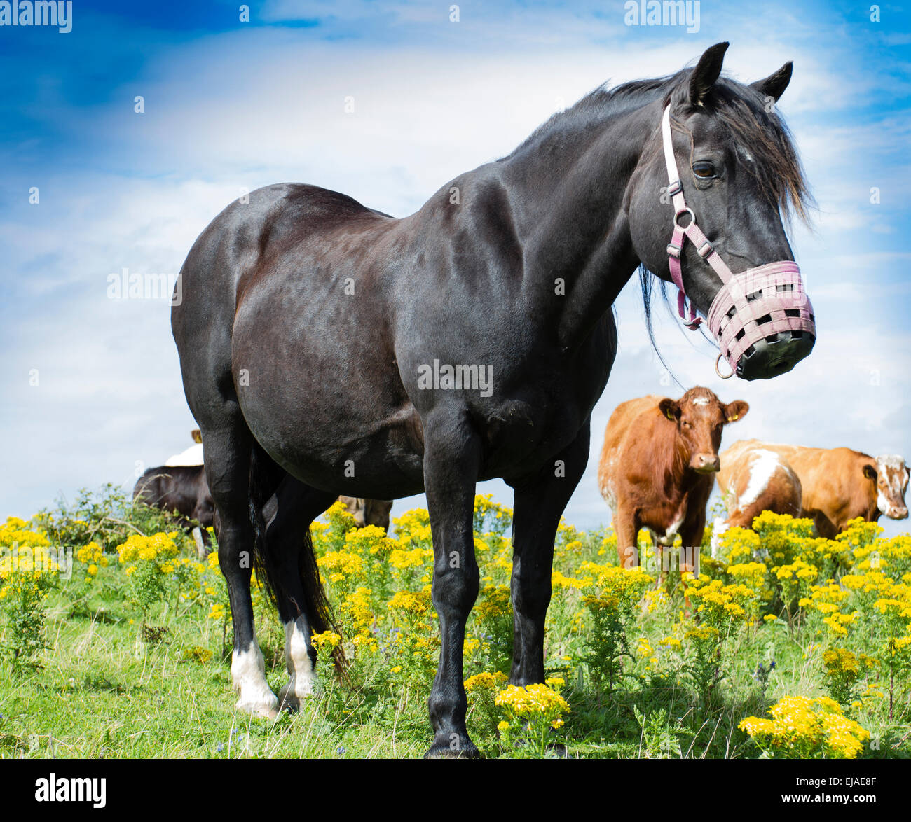 Ein Pferd auf der Wiese, einen Maulkorb zu essen die giftigen Kreuzkraut verhindern. Die Rinder sind kein Maulkorb angelegt. Stockfoto