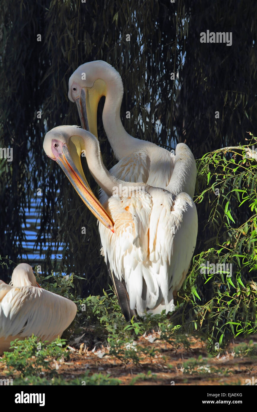 Ein paar Pelikane Stockfoto
