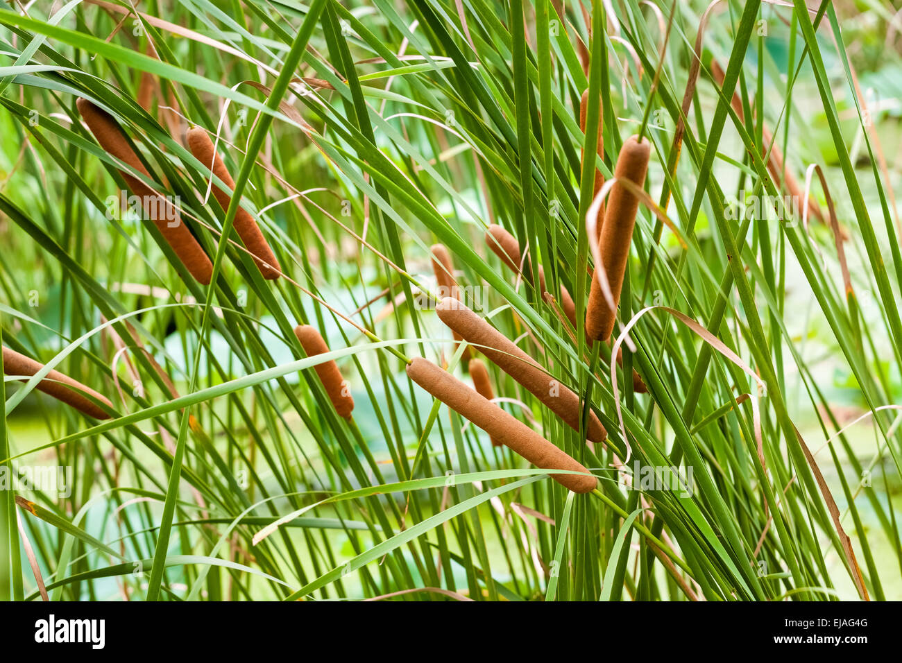 Typha angustifolia Stockfoto