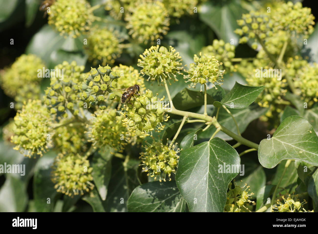 Buntes efeu Fotos und Bildmaterial in hoher Auflösung Alamy