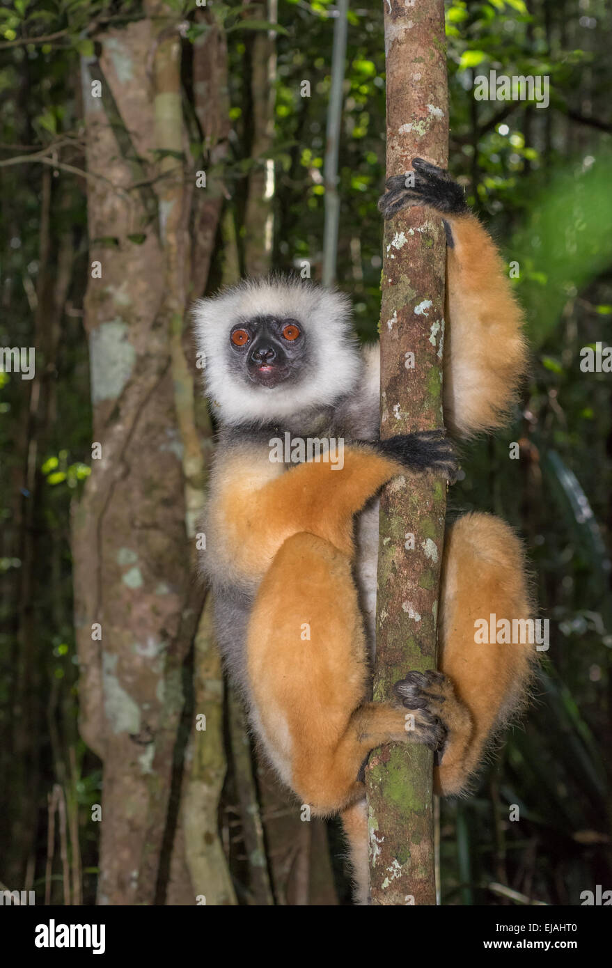 Goldene Sifaka, tanzende Lemuren von Madagaskar Stockfoto