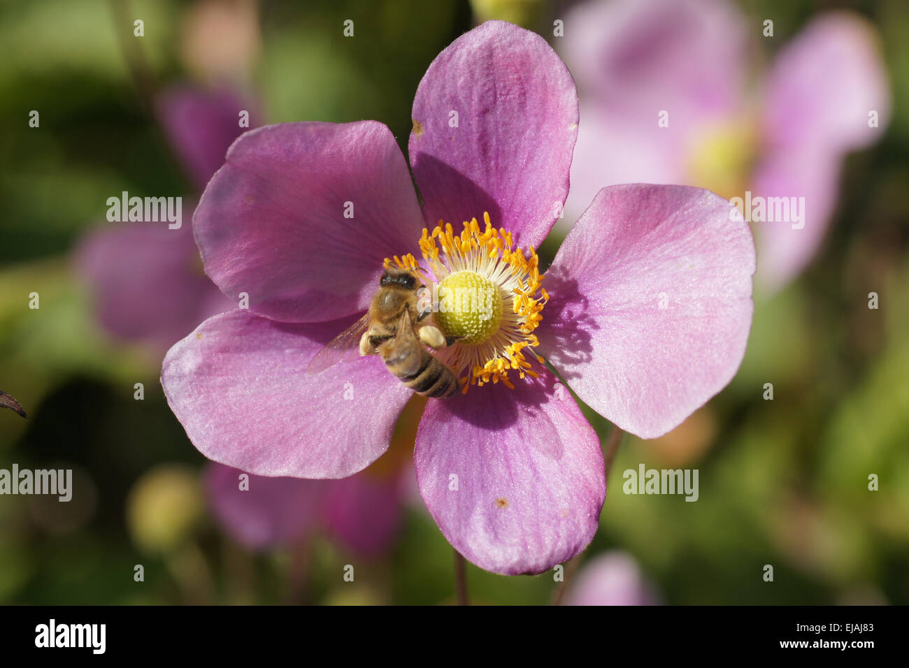 Japanische anemone Stockfoto